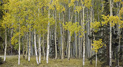 Aspen Morning